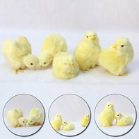 4 PCs Set Realistic Baby Chicks Figurines, Farm Chickens Figurine, Miniature Toy - CloudAnimeStudio