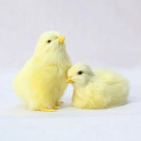 4 PCs Set Realistic Baby Chicks Figurines, Farm Chickens Figurine, Miniature Toy - CloudAnimeStudio