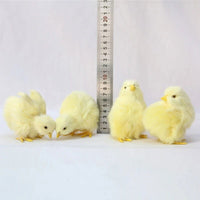 4 PCs Set Realistic Baby Chicks Figurines, Farm Chickens Figurine, Miniature Toy - CloudAnimeStudio
