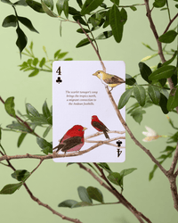 Eastern Forest Playing Cards CLOUDANIMESTUDIO