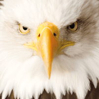 Eagle 66 Piece Pocket Jigsaw Puzzle Curiosi CLOUDANIMESTUDIO
