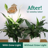 Island Cabana + Grow Light CLOUDANIMESTUDIO