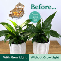 Island Cabana + Grow Light CLOUDANIMESTUDIO