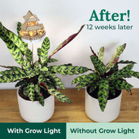 Sunrise Terrace + Grow Light CLOUDANIMESTUDIO