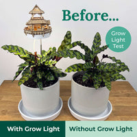 Sunrise Terrace + Grow Light CLOUDANIMESTUDIO