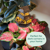 Sunrise Terrace + Grow Light CLOUDANIMESTUDIO