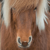 Horse 66 Piece Pocket Jigsaw Puzzle Curiosi CLOUDANIMESTUDIO