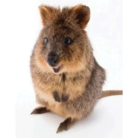 Quokka 100 Piece Mini Jigsaw Puzzle NYPC CLOUDANIMESTUDIO