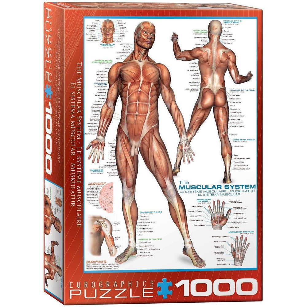 The Muscular System 1000 Piece Jigsaw Puzzle Eurographics