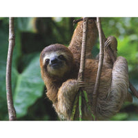 Three Toed Sloth National Geographic 500 Piece Jigsaw Puzzle NYPC CLOUDANIMESTUDIO
